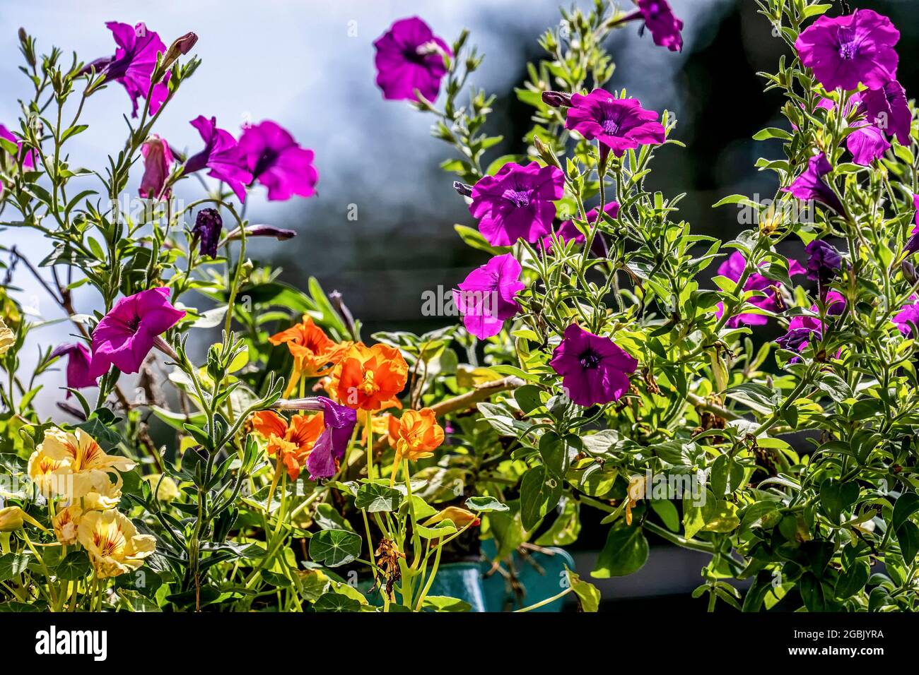 Orange Nasturtiums iund Petunias auf einem Blumenbeet Stockfoto