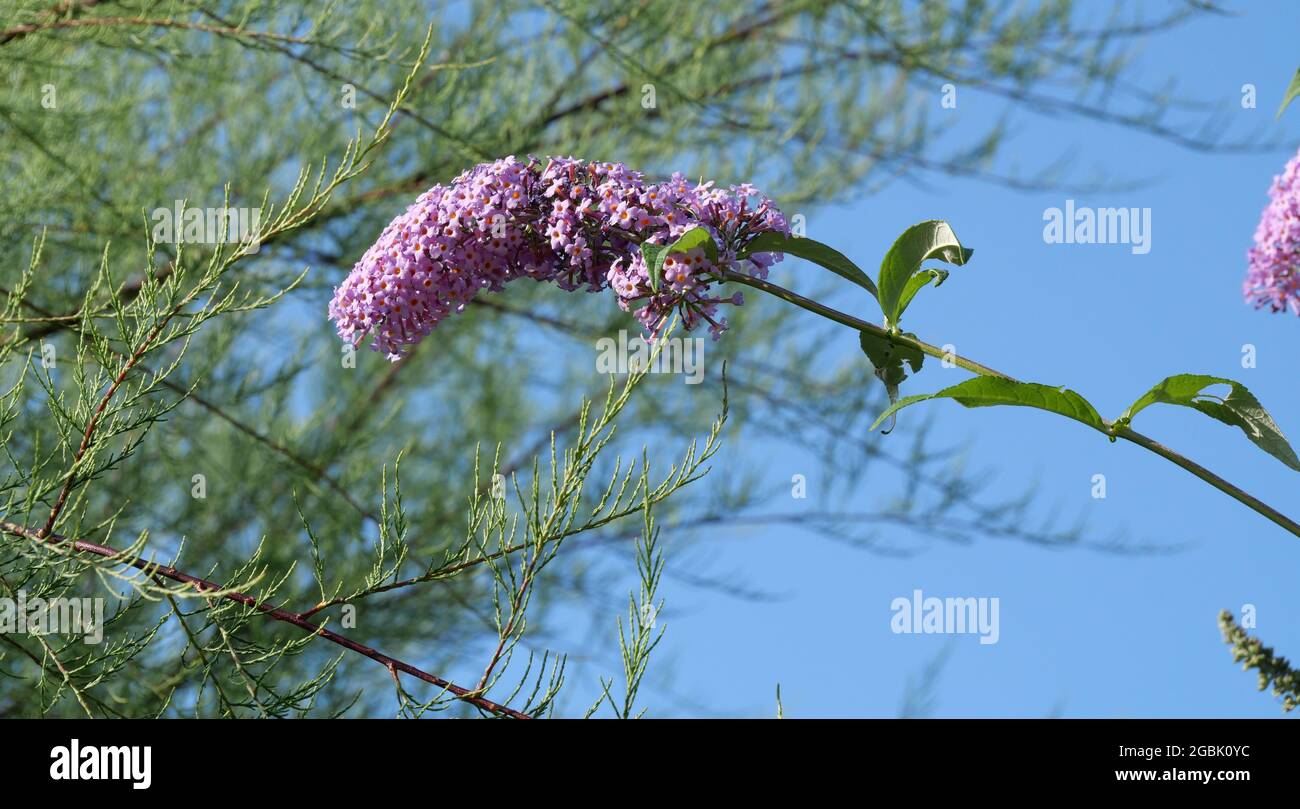 Flieder Buddleia davidii blüht Stockfoto
