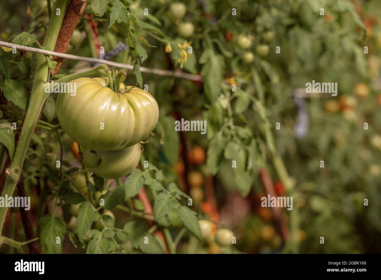 Zweig mit frischen grünen Tomaten, die in einem biologischen Gewächshausgarten wachsen Stockfoto