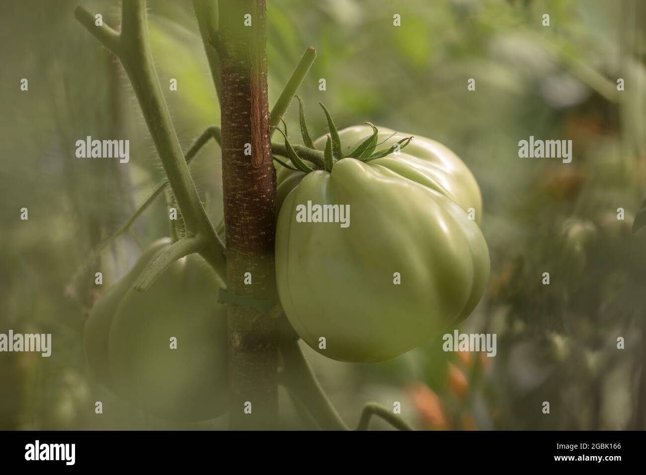 Zweig mit frischen grünen Tomaten, die in einem biologischen Gewächshausgarten wachsen Stockfoto