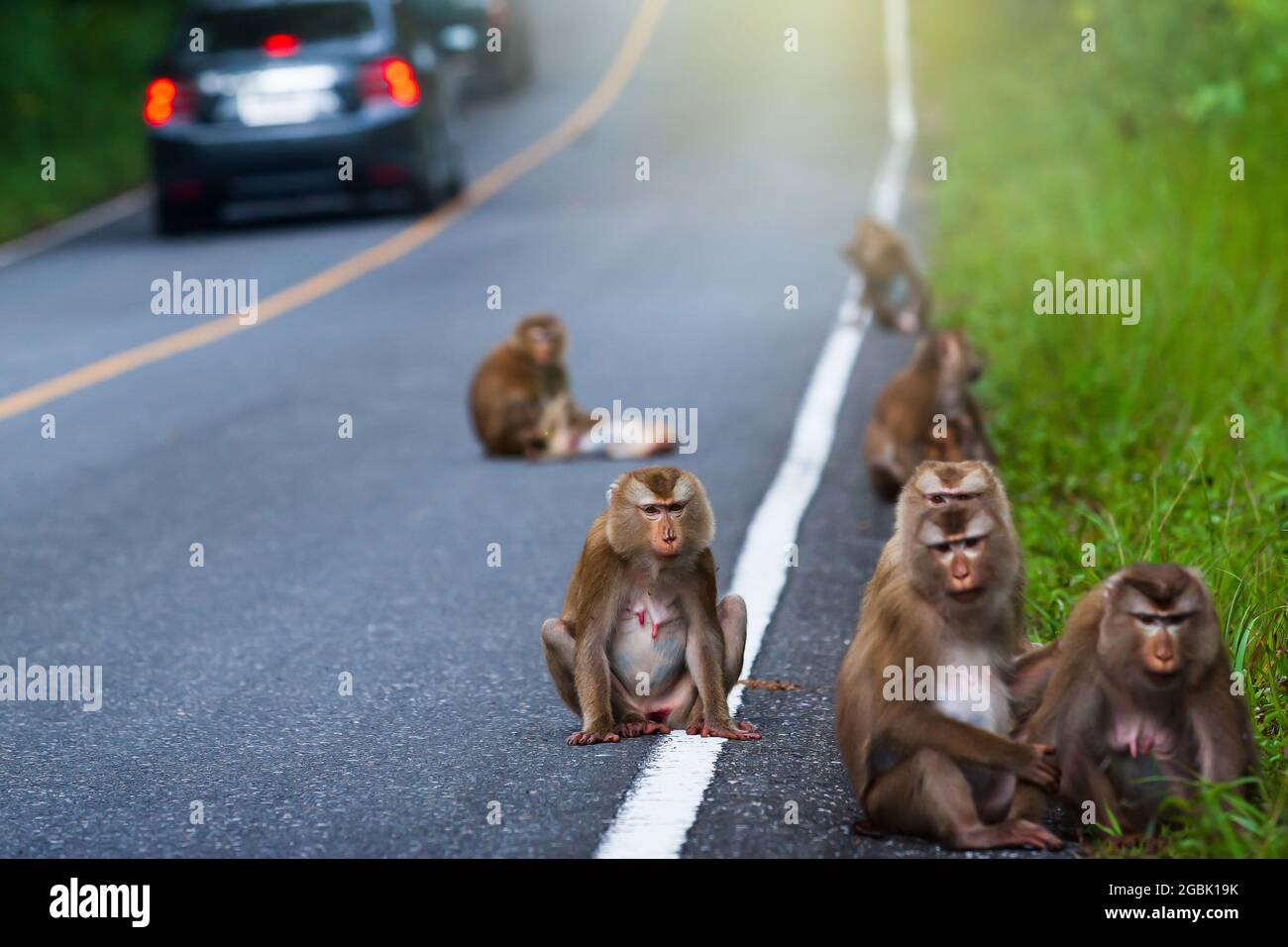 Eine Herde nordischer Schweinschwanzmakaken, die sich auf einer asphaltierten Waldstraße entspannen. Fahrzeuge fahren an einer Herde Makaken vorbei. Khao Yai Nationalpark. Stockfoto
