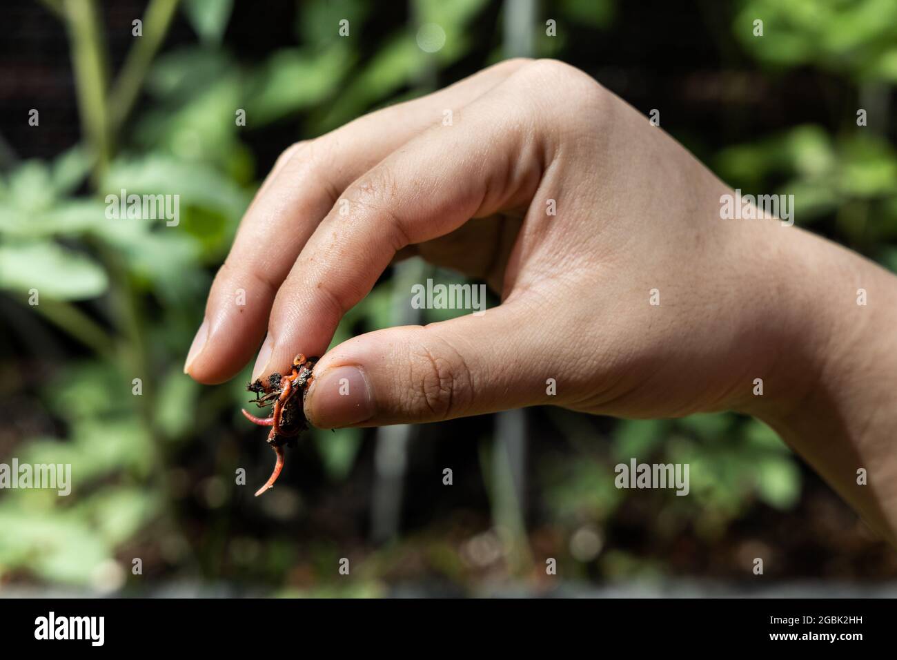 Hand kneifen Klumpen von roten wrigglers Regenwürmer gegen Pflanzen im Hintergrund. Sie werden in der Vermicomposting verwendet, um die Bodenqualität zu verbessern Stockfoto