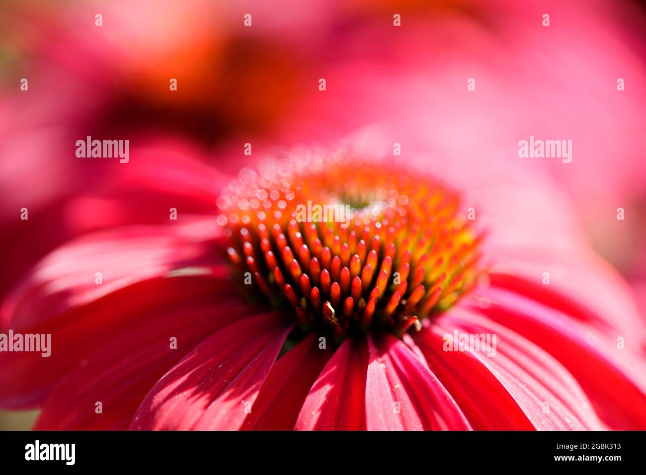 Blütenkopf der Koneblümchen-Sorte in Blütendetails. Stockfoto
