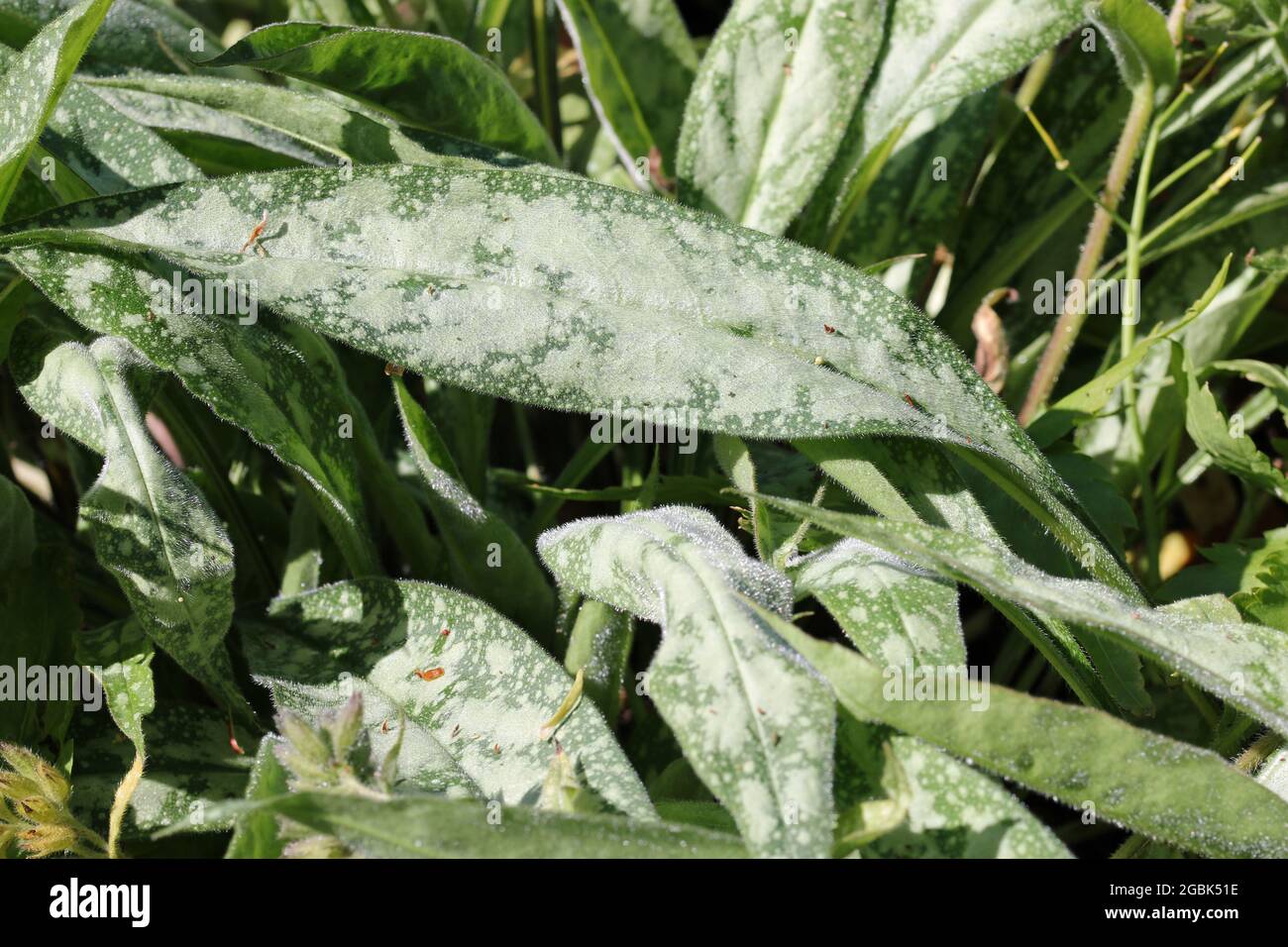 Gefleckte Blätter von schmal blättrigen Lungenkraut, Pulmonaria longifolia variety cevennensis, in Nahaufnahme mit einem Hintergrund von verschwommenen Blättern. Stockfoto