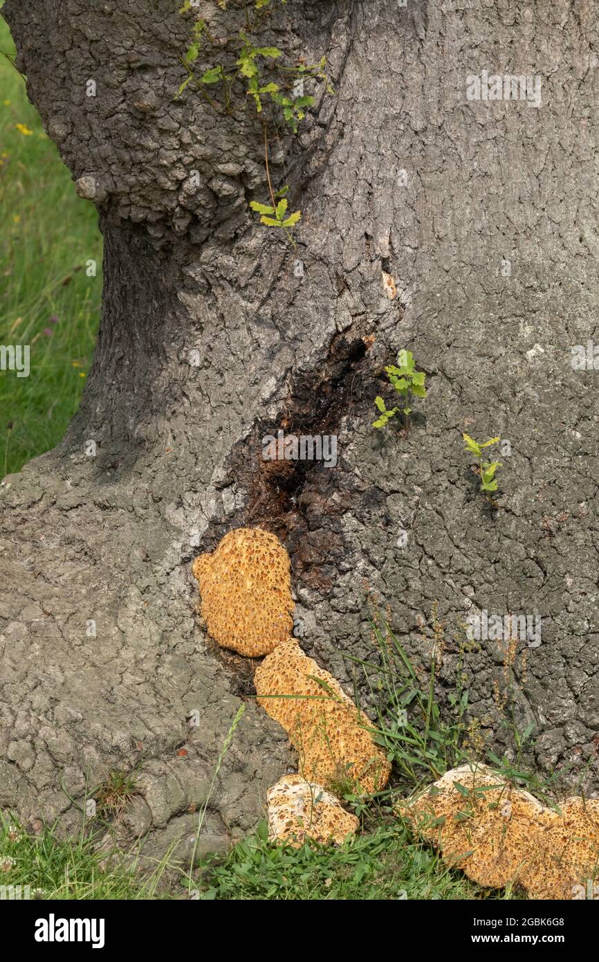 Inonotus Dryadeus Pilz an der Basis einer alten englischen Eiche. Stockfoto