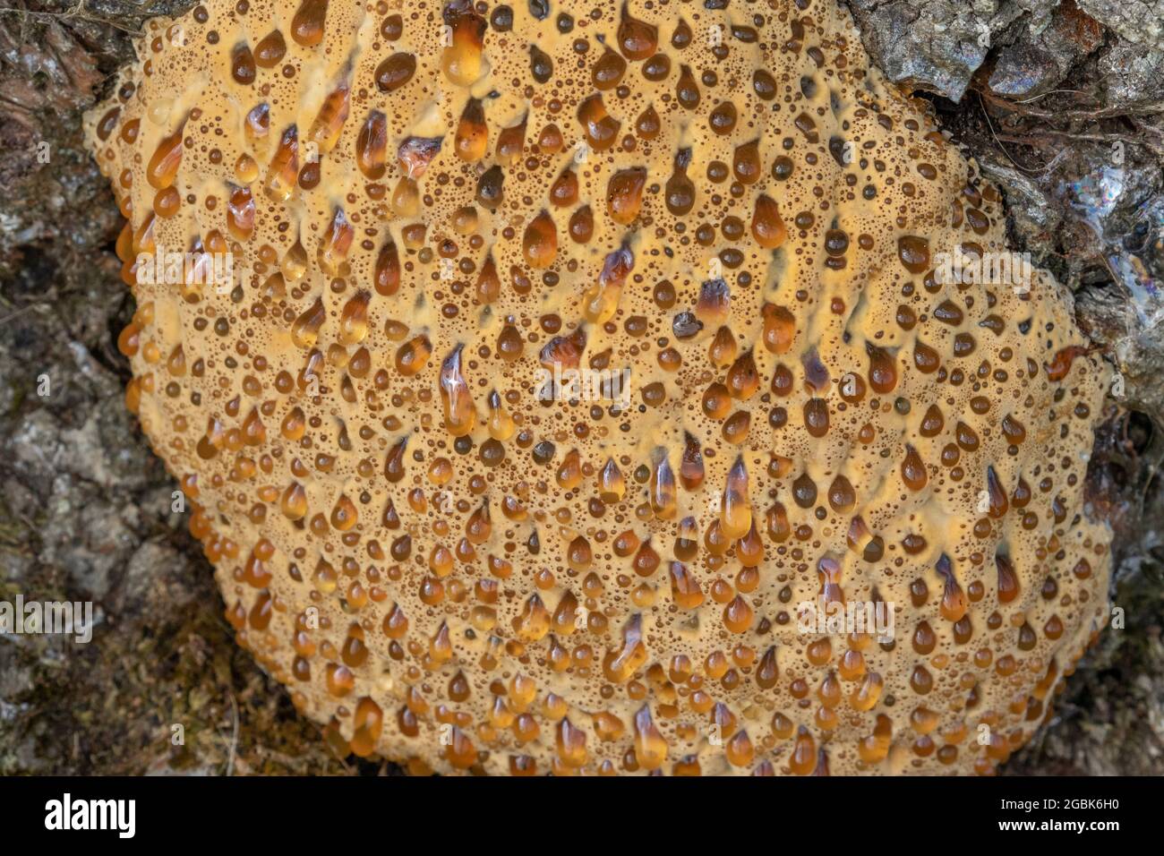 Inonotus Dryadeus Pilz an der Basis einer alten englischen Eiche. Stockfoto