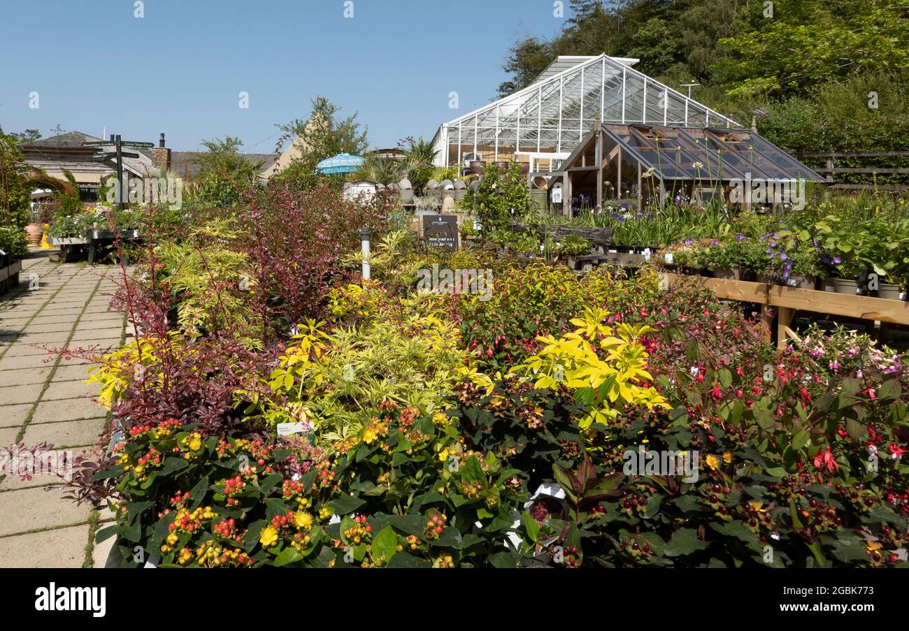 Lostwithiel, Cornwall, England, Großbritannien. 2021. Pflanzen und Blumen zum Verkauf in den Gartenbauschulen des Herzogtums Cornwall in der Nähe von Lostwithiel, Cornwall, Großbritannien. Stockfoto