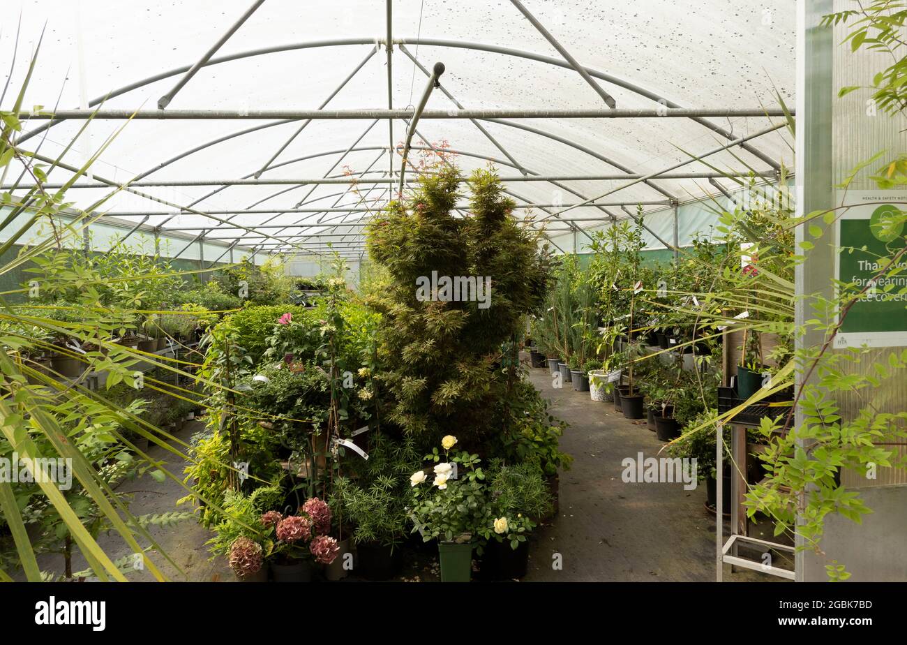 Lostwithiel, Cornwall, England, Großbritannien. 2021. Pflanzen und Blumen zum Verkauf in den Gartenbauschulen des Herzogtums Cornwall in der Nähe von Lostwithiel, Cornwall, Großbritannien. Stockfoto