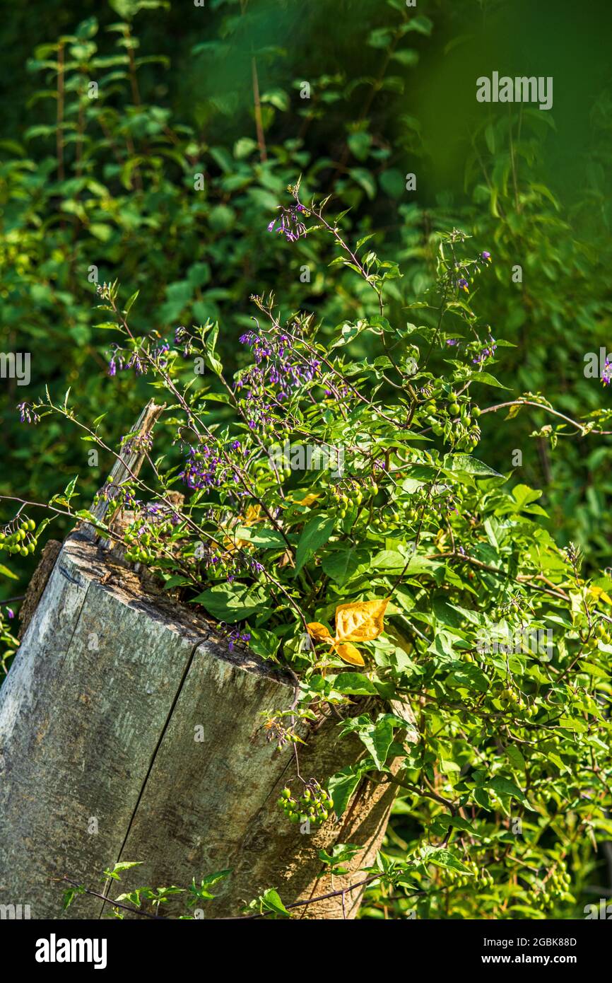 Das Leben findet einen Weg Stockfoto