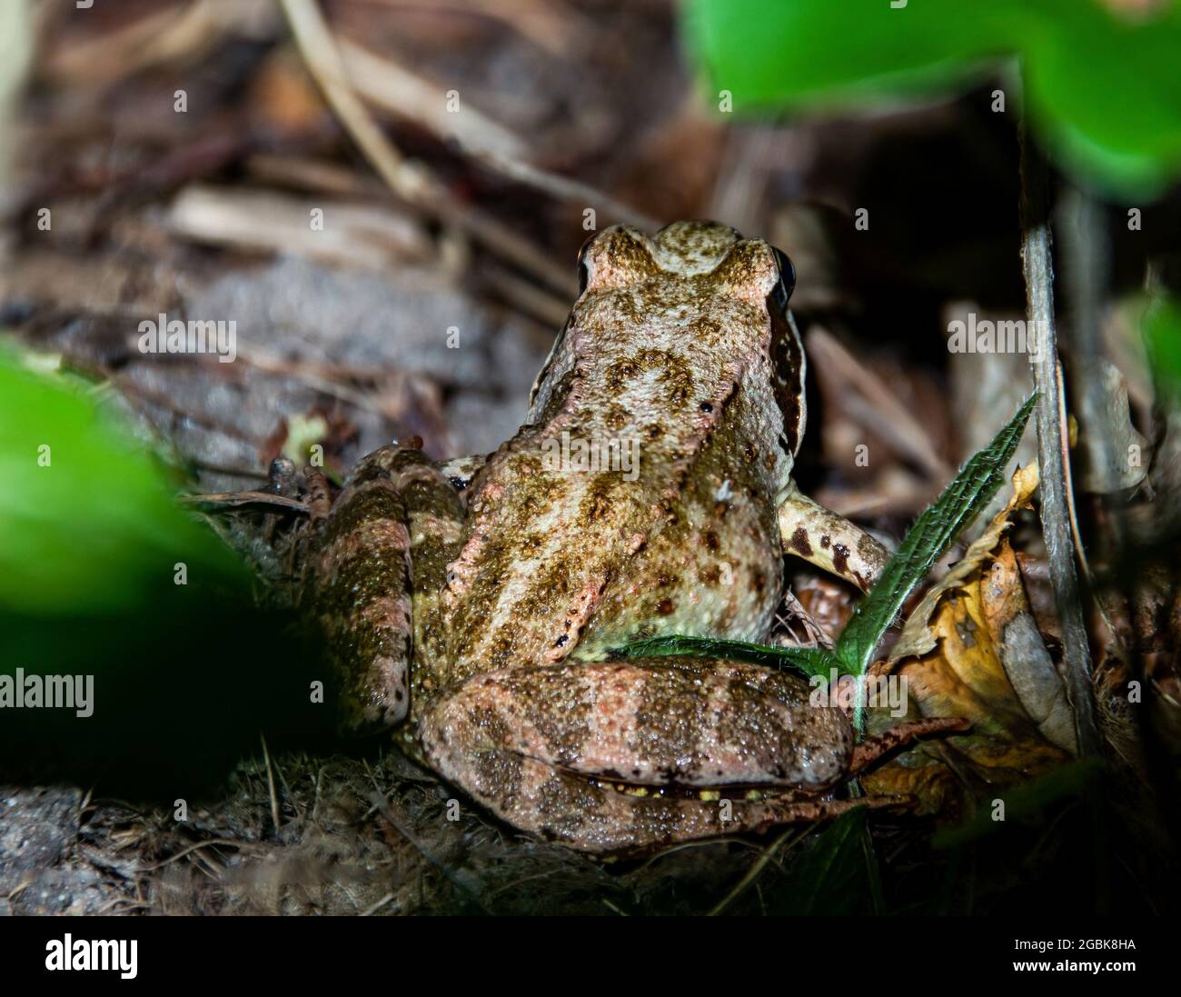 Frosch im Teich Stockfotografie - Alamy