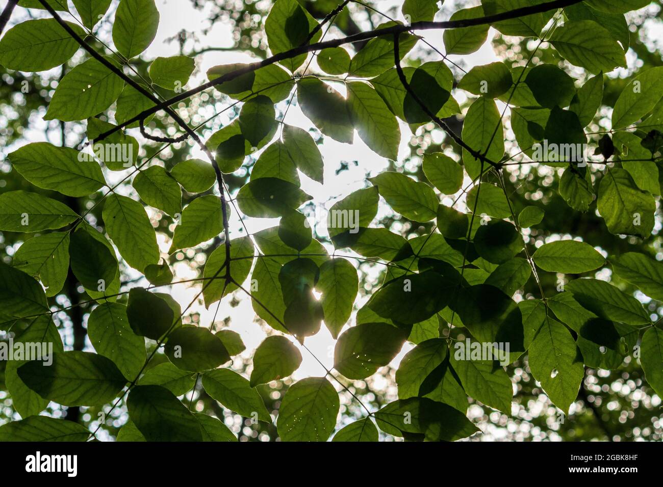 Blätter blockieren die Sonne Stockfoto