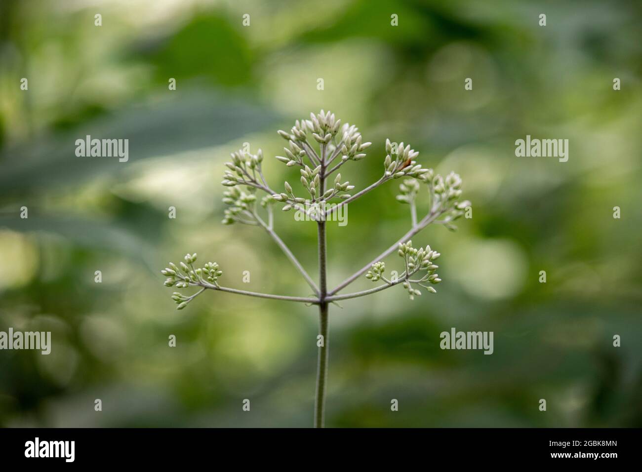 Eine blühende Kuh-Parsnip-Pflanze Stockfotografie - Alamy
