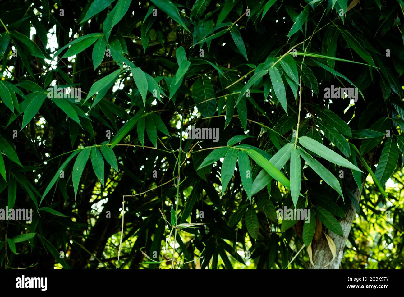Bambusblätter Hintergrund auch Bambusblätter sind reich an Ballaststoffen, Proteinen und Kieselsäure, was zu vielen Anwendungsfällen im medizinischen Bereich führt Stockfoto