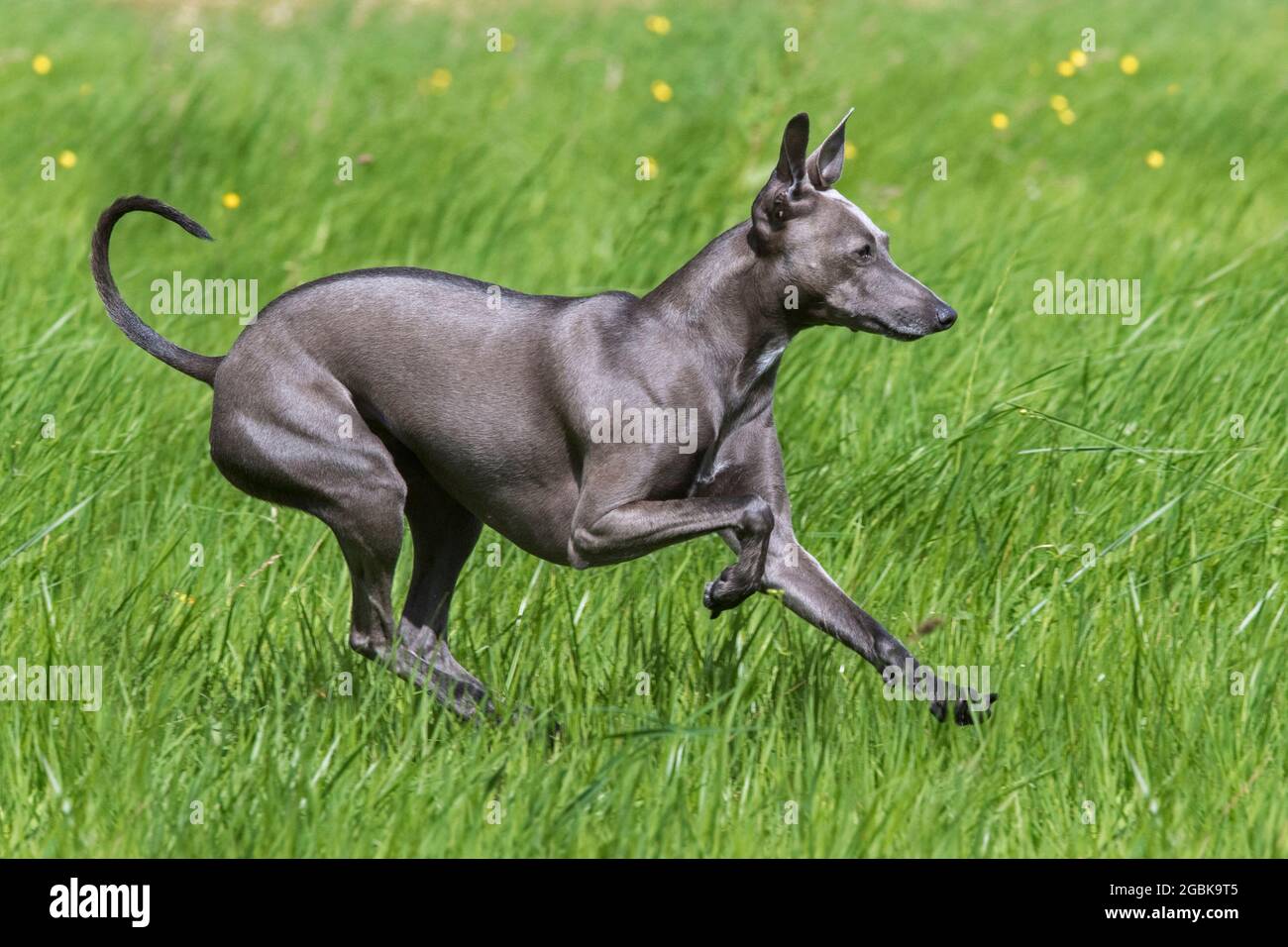 Italienisch Greyhound / Piccolo levriero Italiano / Italienisch Windhund, kleinste Hunderasse der Windhunde, die im Feld laufen Stockfoto