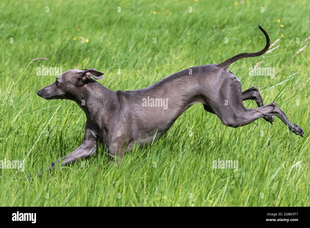 Italienisch Greyhound / Piccolo levriero Italiano / Italienisch Windhund, kleinste Hunderasse der Windhunde, die im Feld laufen Stockfoto