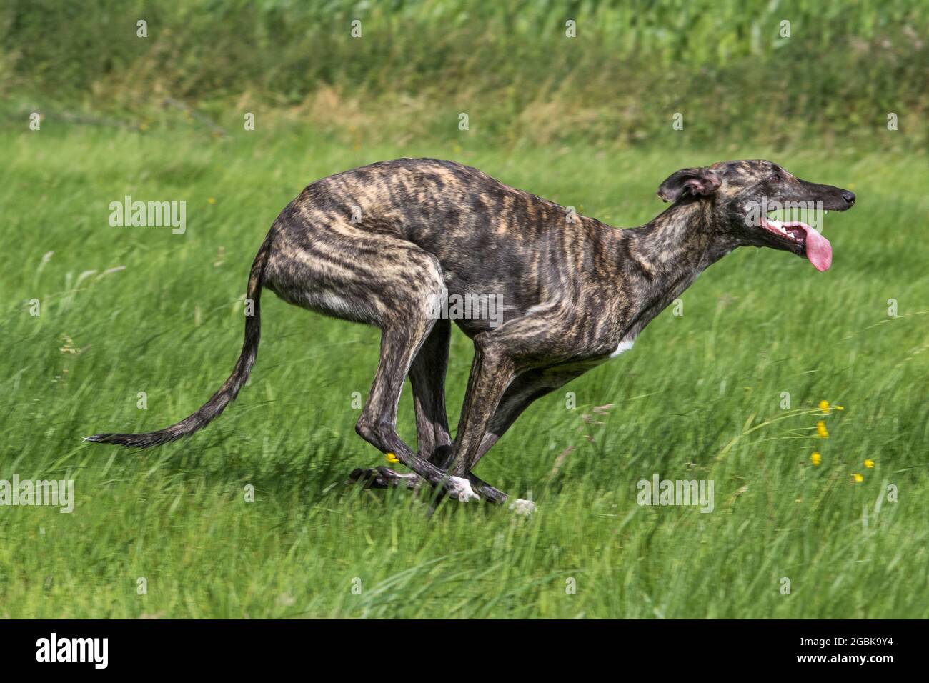 Gestromt Galgo Español / barcino Spanish galgo / atigrado Spanischer Windhund, Hunderasse der Windhunde, die im Feld laufen Stockfoto