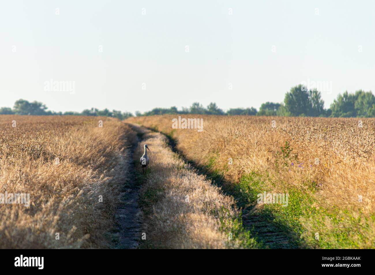 Storch auf Feldweg, ländliche Landschaft mit einem Feld und blauen Himmel Stockfoto
