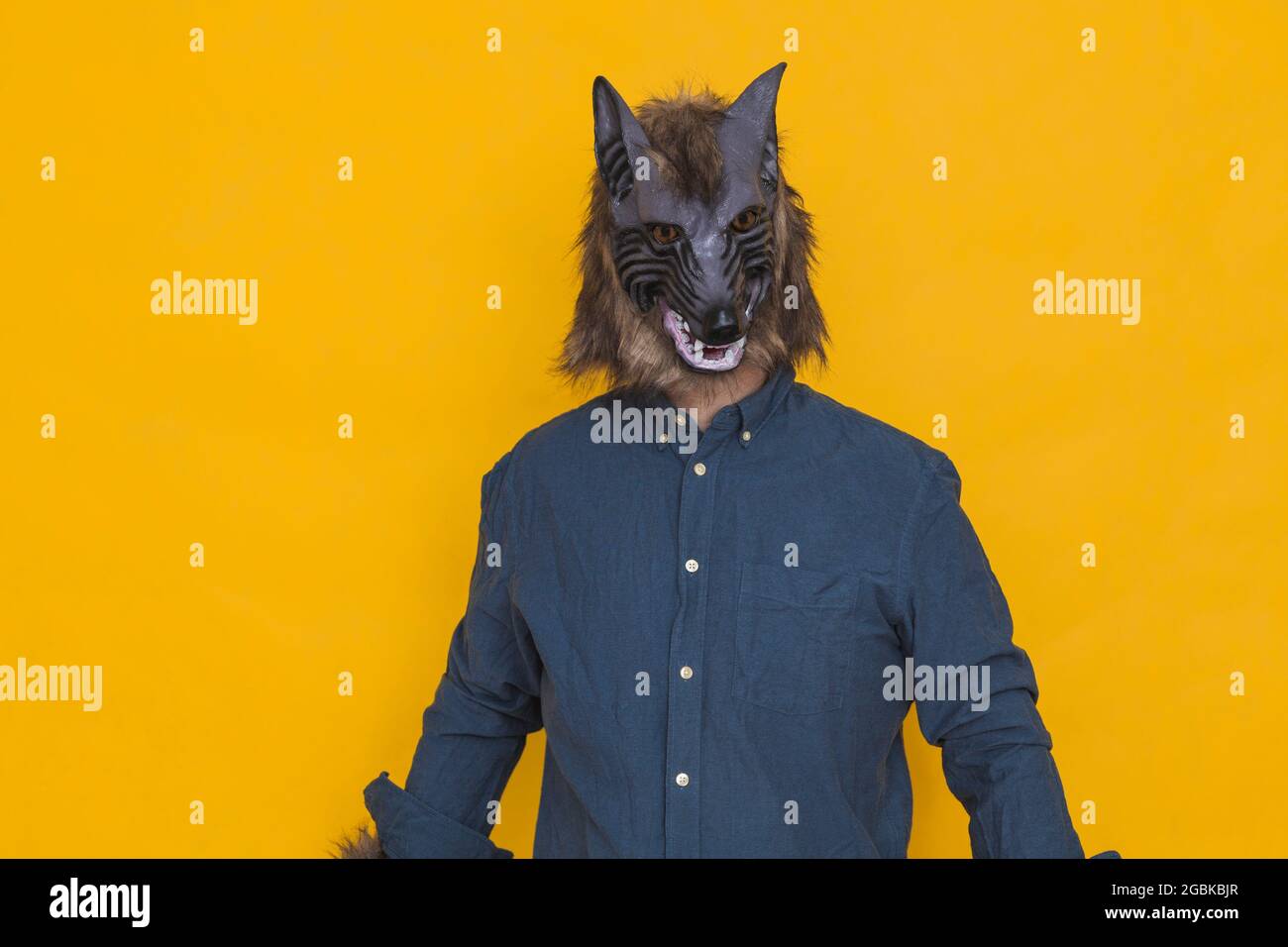 Porträt auf einem gelben Hintergrund befindet sich ein Werwolf, der in einem blauen Hemd mit neutraler Haltung nach vorne blickt. Stockfoto