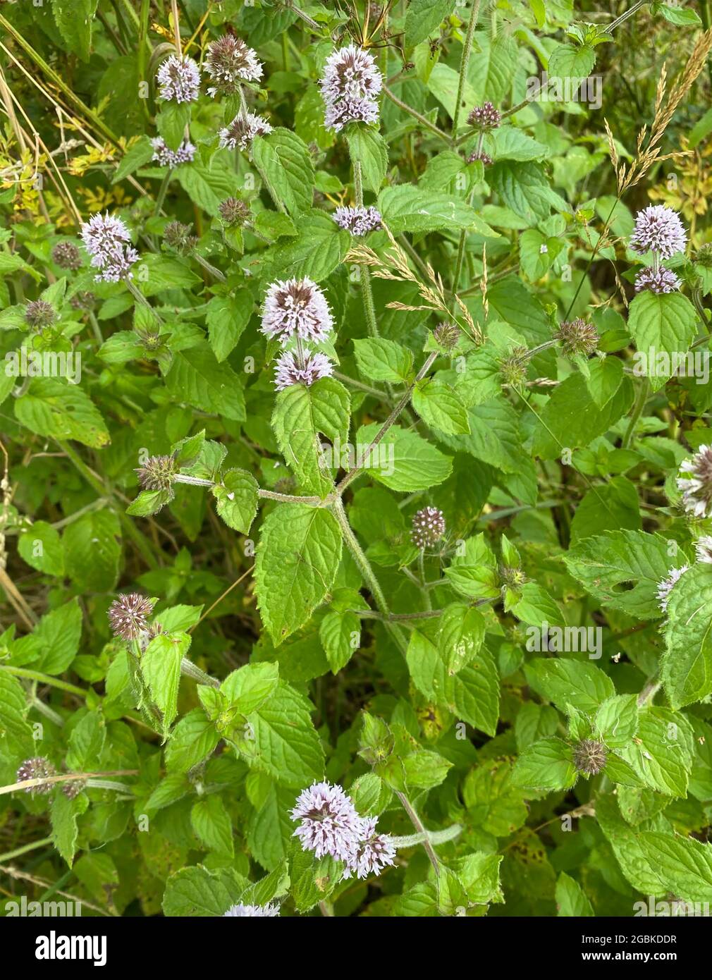 PENNYROYAL Mentha pulegium Foto: Tony Gale Stockfoto