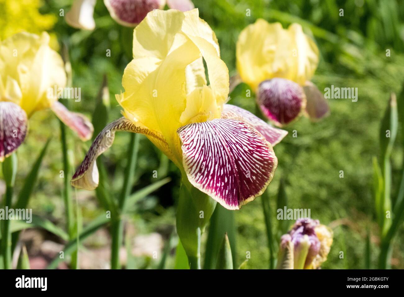 Gelbe Iris mit grünem Stiel. Wunderschöne Blume. Stockfoto