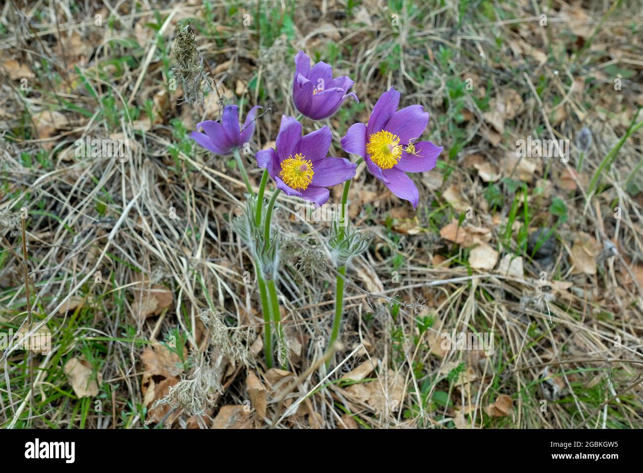 Anemone montana im Frühjahr im Gras. Wald früh lila Blumen, niemand. Stockfoto