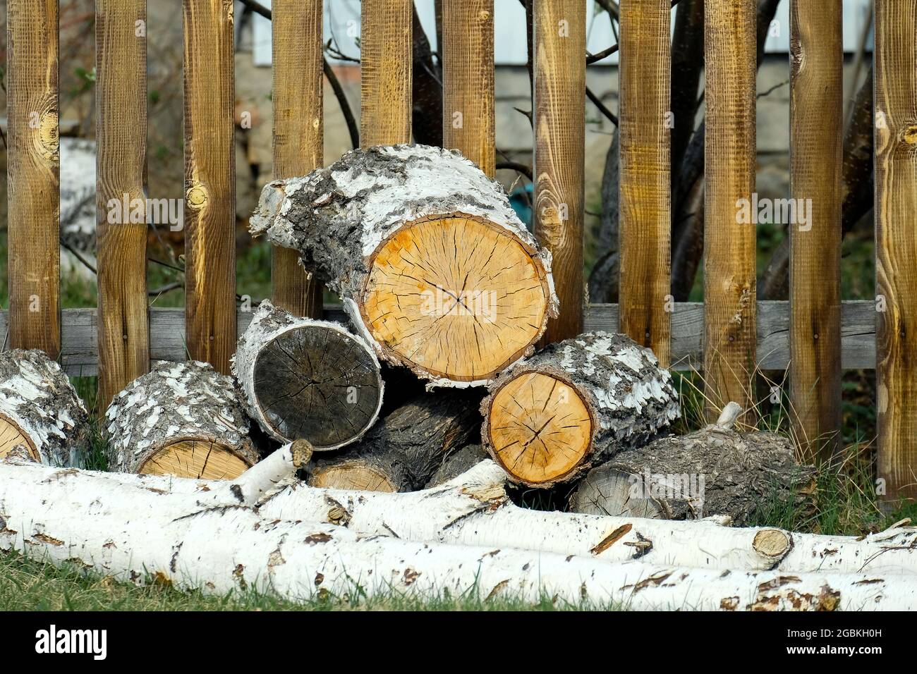 Birkenbrennholz auf dem Gras. Baumschnitte sind sichtbar. Stockfoto