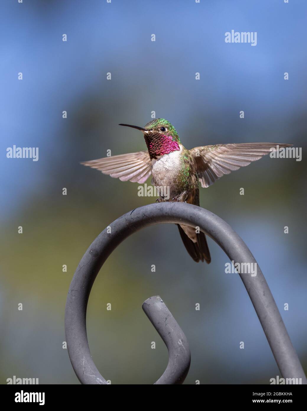 Männlicher Breitschwanzhummingbird in Colorado Stockfoto