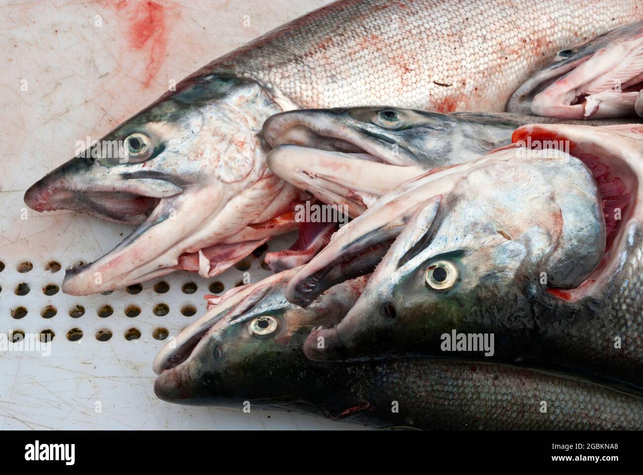 Lachsreinigung in Homer Spit, Alaska Stockfoto