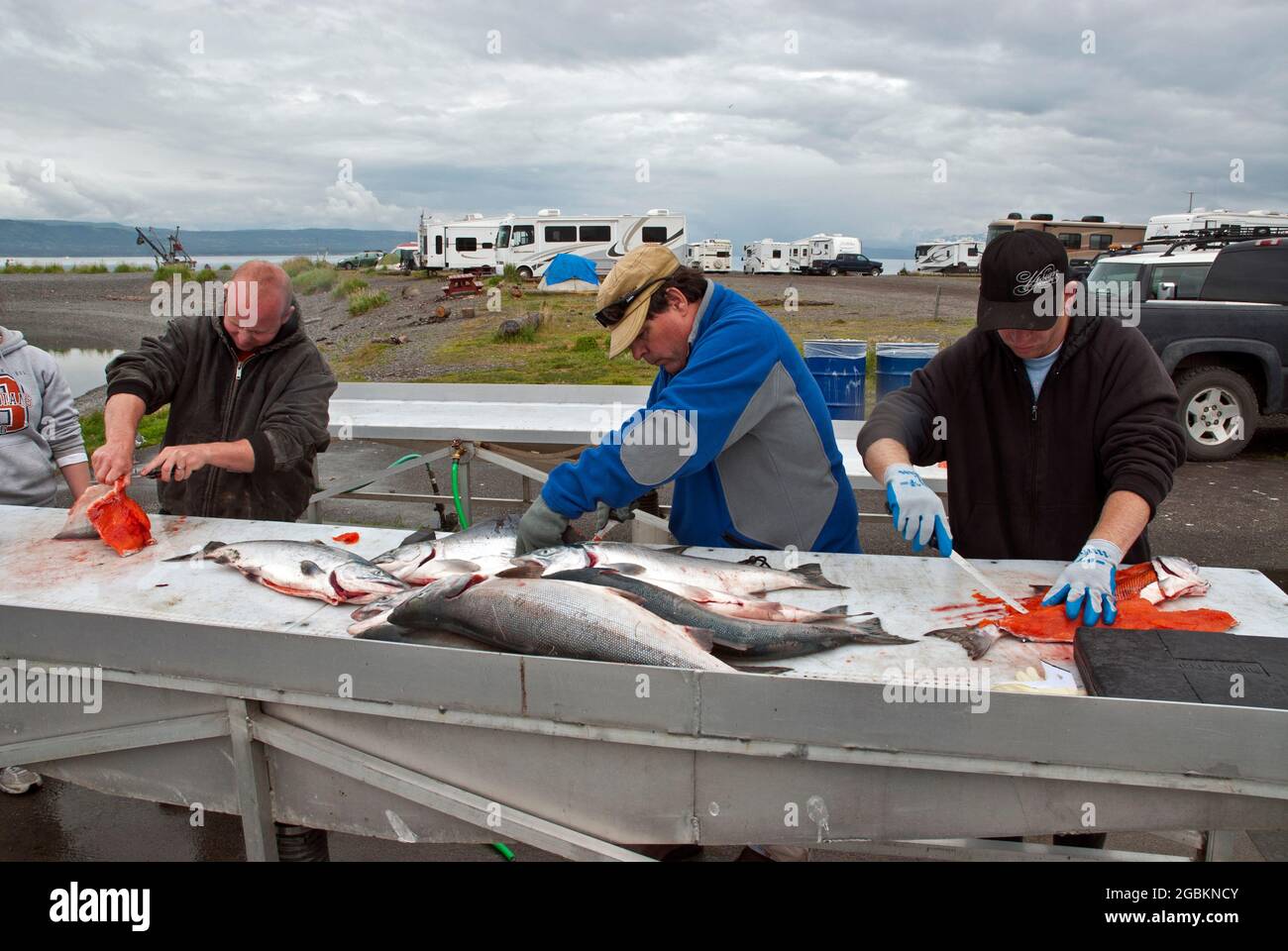 Lachsreinigung in Homer Spit, Alaska Stockfoto
