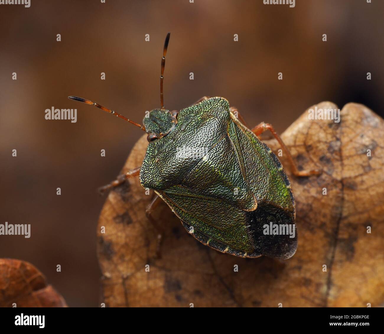 Überwintern der Grüne Schildbug (Palomena prasina) in seiner Winterfärbung. Tipperary, Irland Stockfoto
