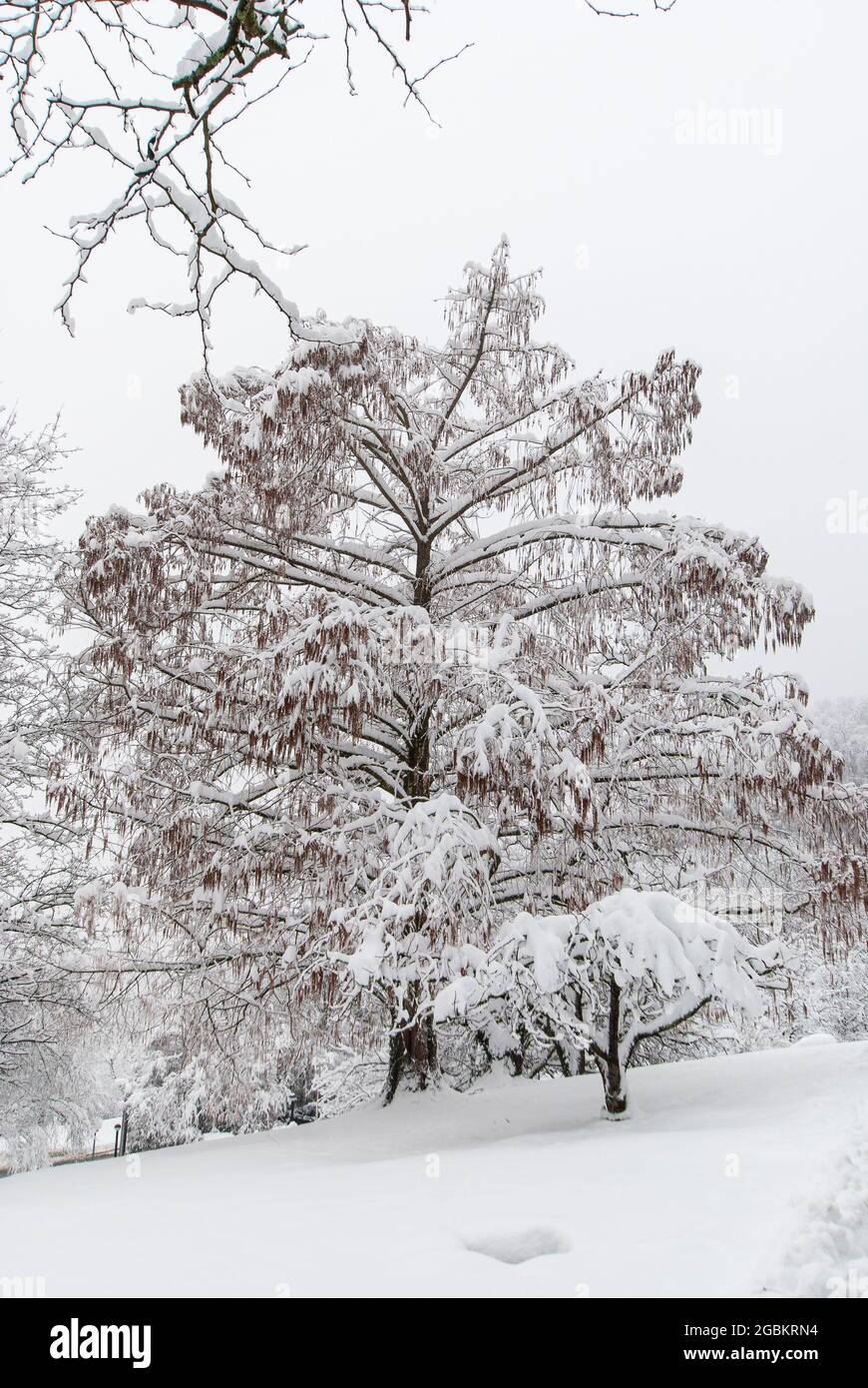 Schneebedeckter Baum in einem schneebedeckten Park bei trostloses Wetter. Stockfoto