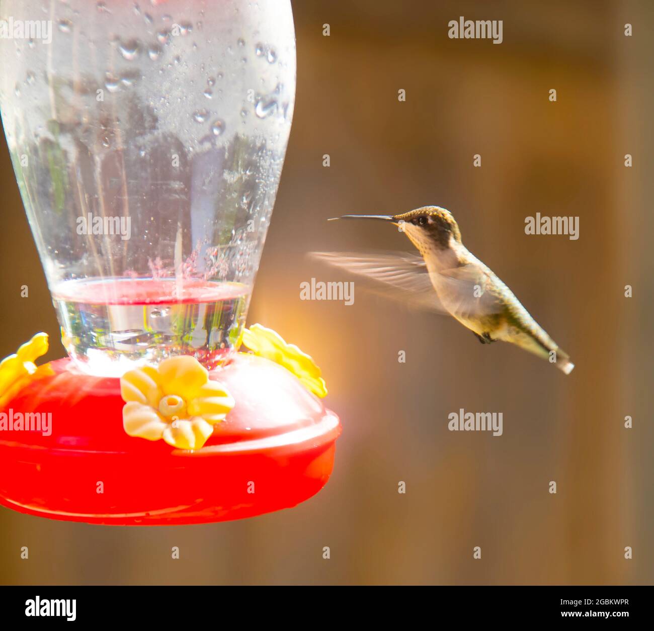 Kolibri schwebte in der Nähe des Feeders mit seiner Zunge aus, dass seine verwendet, um bis Nektar vor einem orangisch braunen unscharfen Hintergrund schlürfen Stockfoto