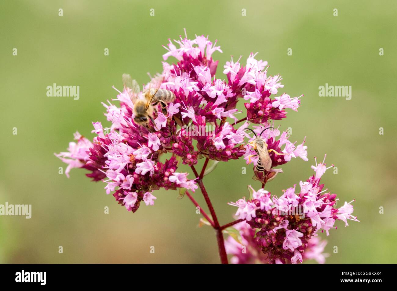 Wilde Majoran-Biene auf Blume origanum vulgare Stockfoto