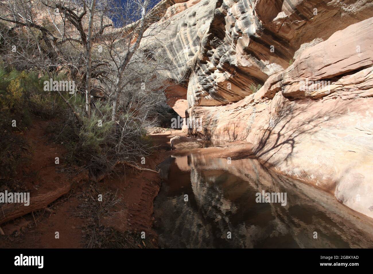 Die drei prachtvollen Brücken, die im White Canyon vom Wasser geformt wurden, wurden 1908 von Präsident Theodore Roosevelt zum Nationaldenkmal erklärt. Stockfoto