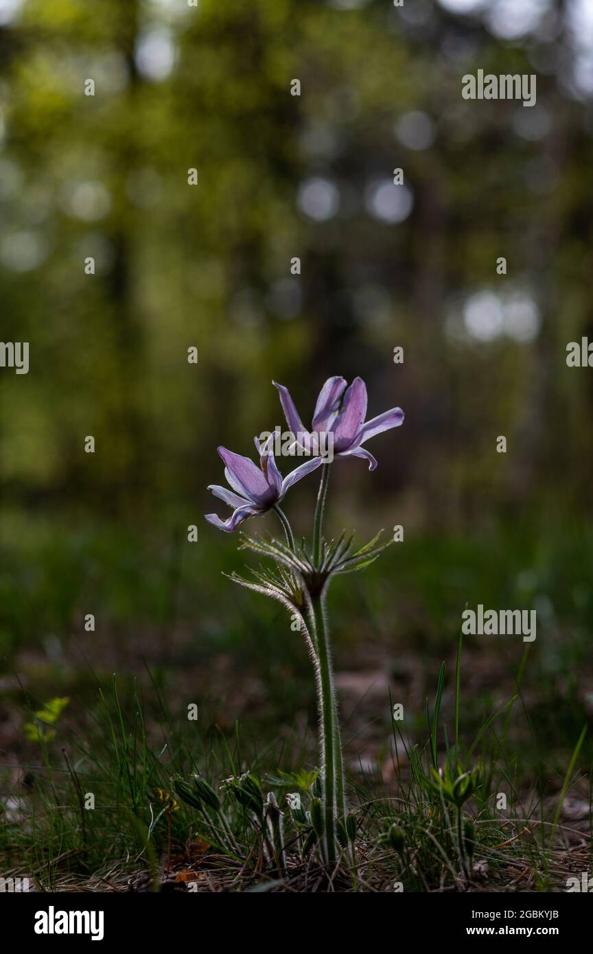 Lila Blume im Wald. Wunderschöne lila Waldblume. Durchscheinende Blütenblätter. Vertikaler Rahmen. Stockfoto