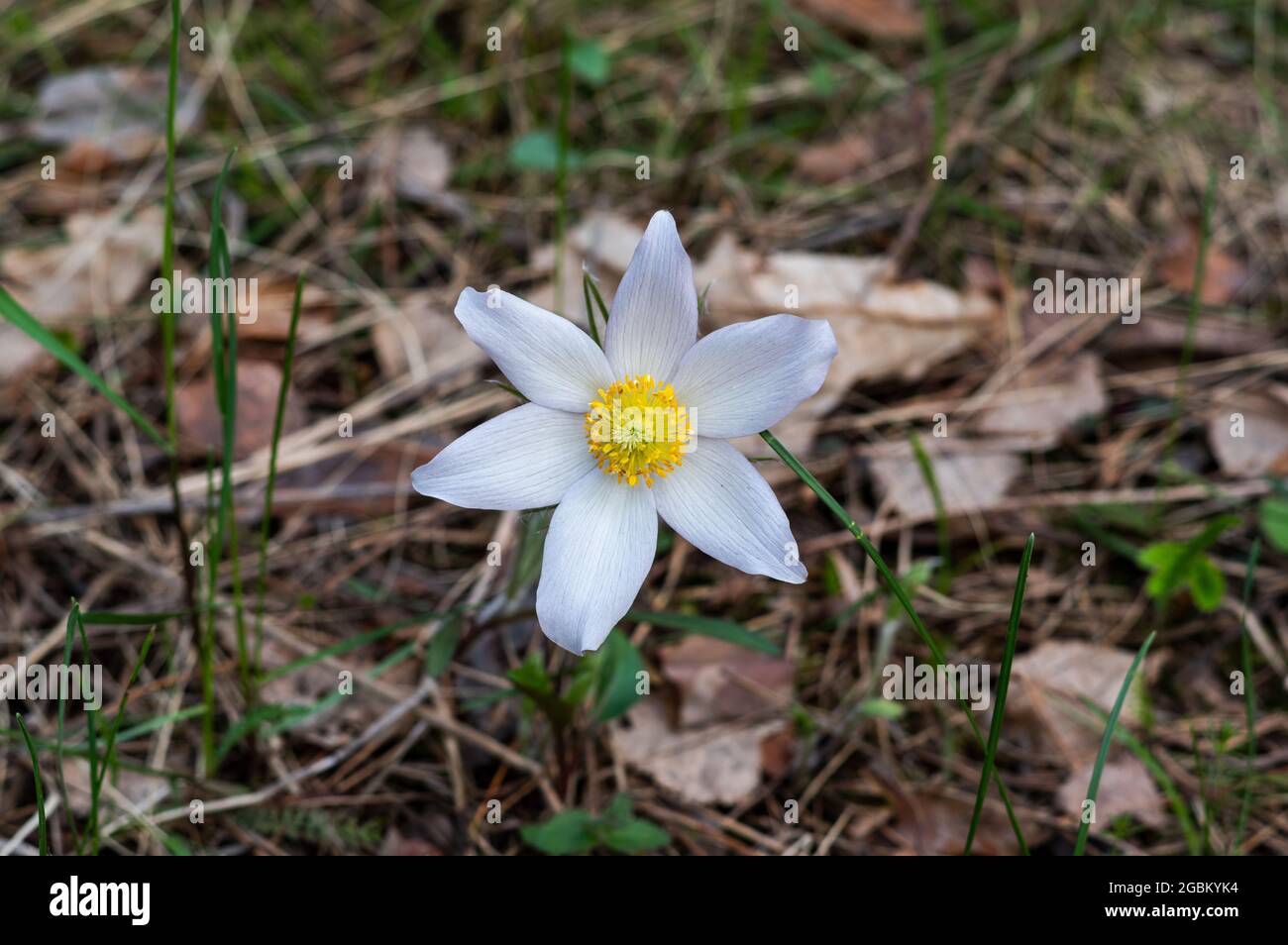 Macro Pulsatilla patiniert sich im Wald. Eine schöne blühende Blume. Eine Blume und Bokeh. Weiße Blütenblätter einer Blume. Blick von oben. Stockfoto
