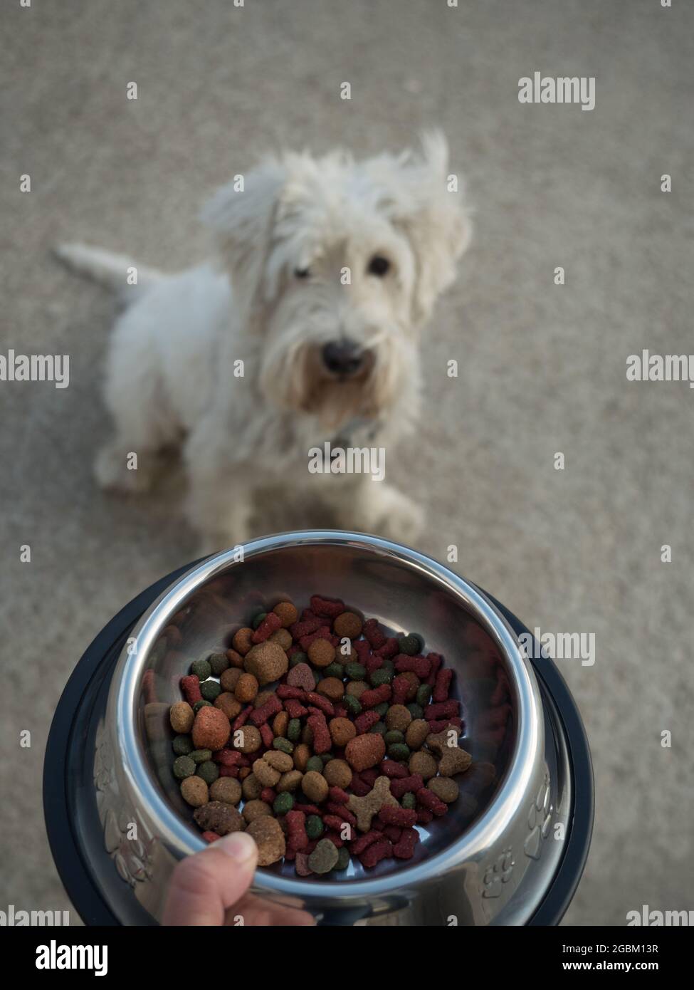 Ein gehorsamer Hund, der geduldig auf sein Essen wartet Stockfoto
