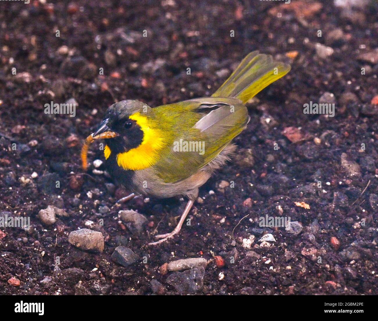 Kubaner Grassquit isst eine Mahlzeit Stockfoto