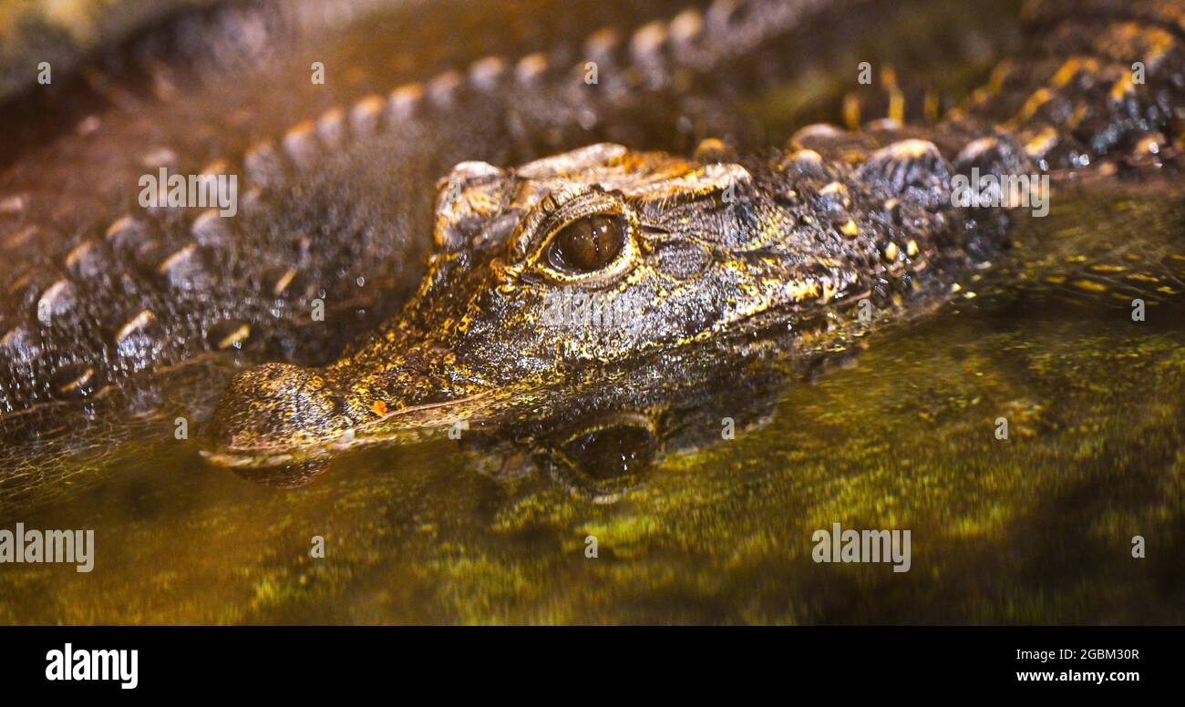 Zwergkrokodil-(Osteolaemus-letraspis) Stockfoto