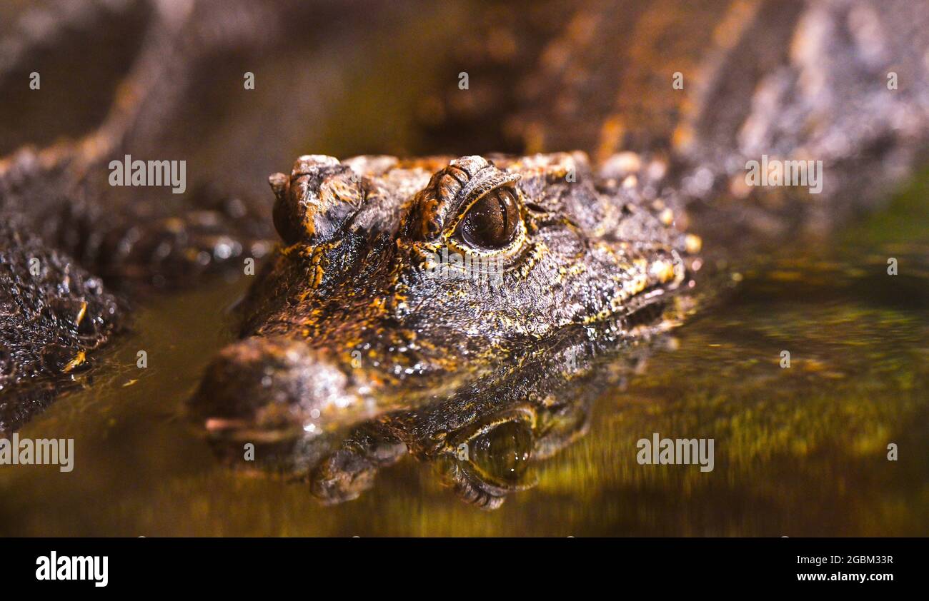 Zwergkrokodil-(Osteolaemus-letraspis) Stockfoto