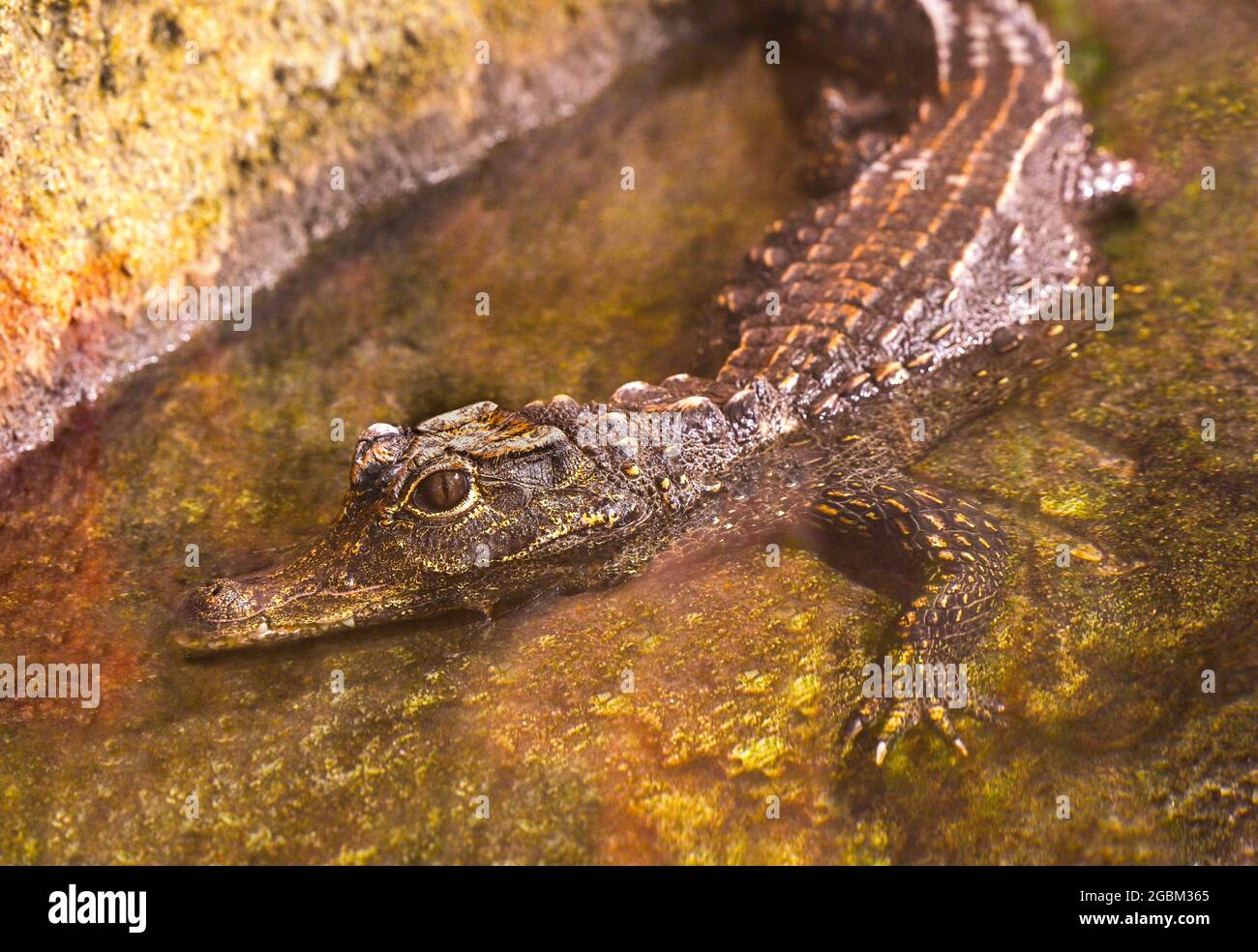 Zwergkrokodil-(Osteolaemus-letraspis) Stockfoto