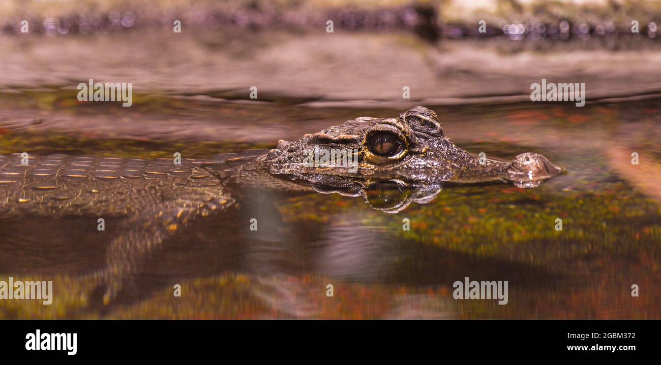 Zwergkrokodil-(Osteolaemus-letraspis) Stockfoto