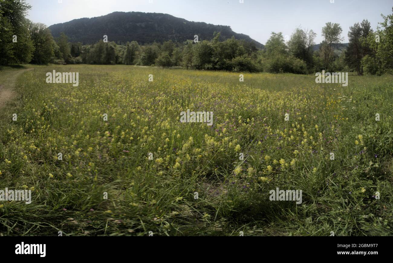 Blütenreiche Wiesen bei Maienfeld in den Schweizer Alpen Stockfoto