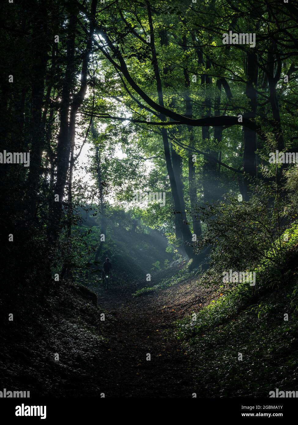 Ein Radfahrer fährt auf einem Pfad durch Bäume in der Nähe von Shaftesbury in Dorset. Stockfoto