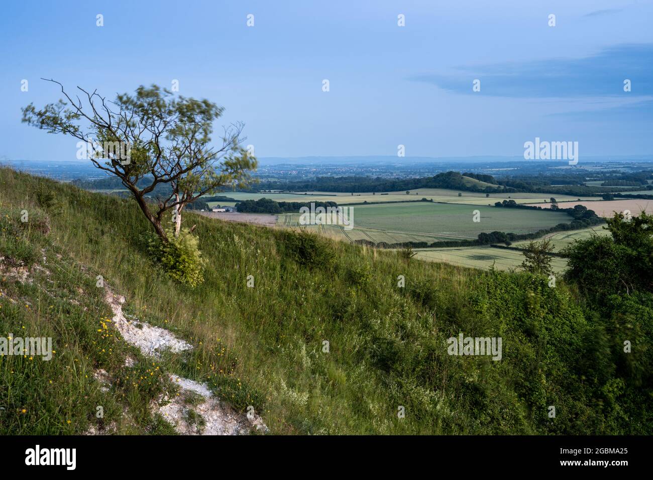 Am steilen Hang des White Sheet Hill, am Hang der West Wiltshire Downs, mit landwirtschaftlicher Landschaft, weht in der Dämmerung ein kleiner Baum im Wind Stockfoto