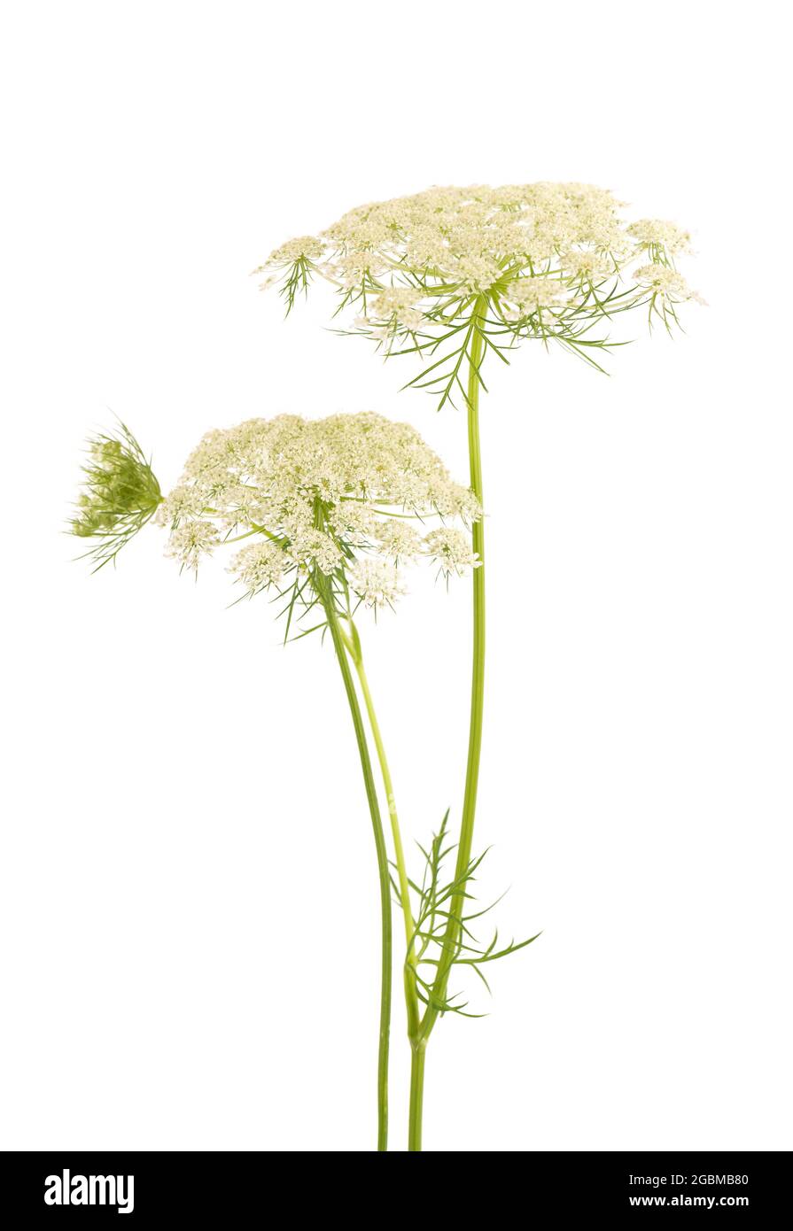Wilde Karotte oder Daucus carota, Blüten isoliert auf weißem Hintergrund. Medizinische Kräuterpflanze. Stockfoto
