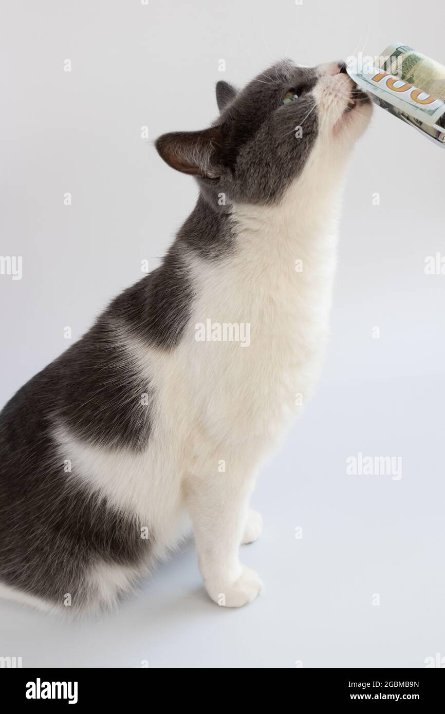 Die Katze schnüffelt 100 Dollar. Nahaufnahme. Amerikanisches Geld. Stockfoto Die Katze schnüffelt 100 Dollar. Nahaufnahme. Amerikanisches Geld. Stockfoto