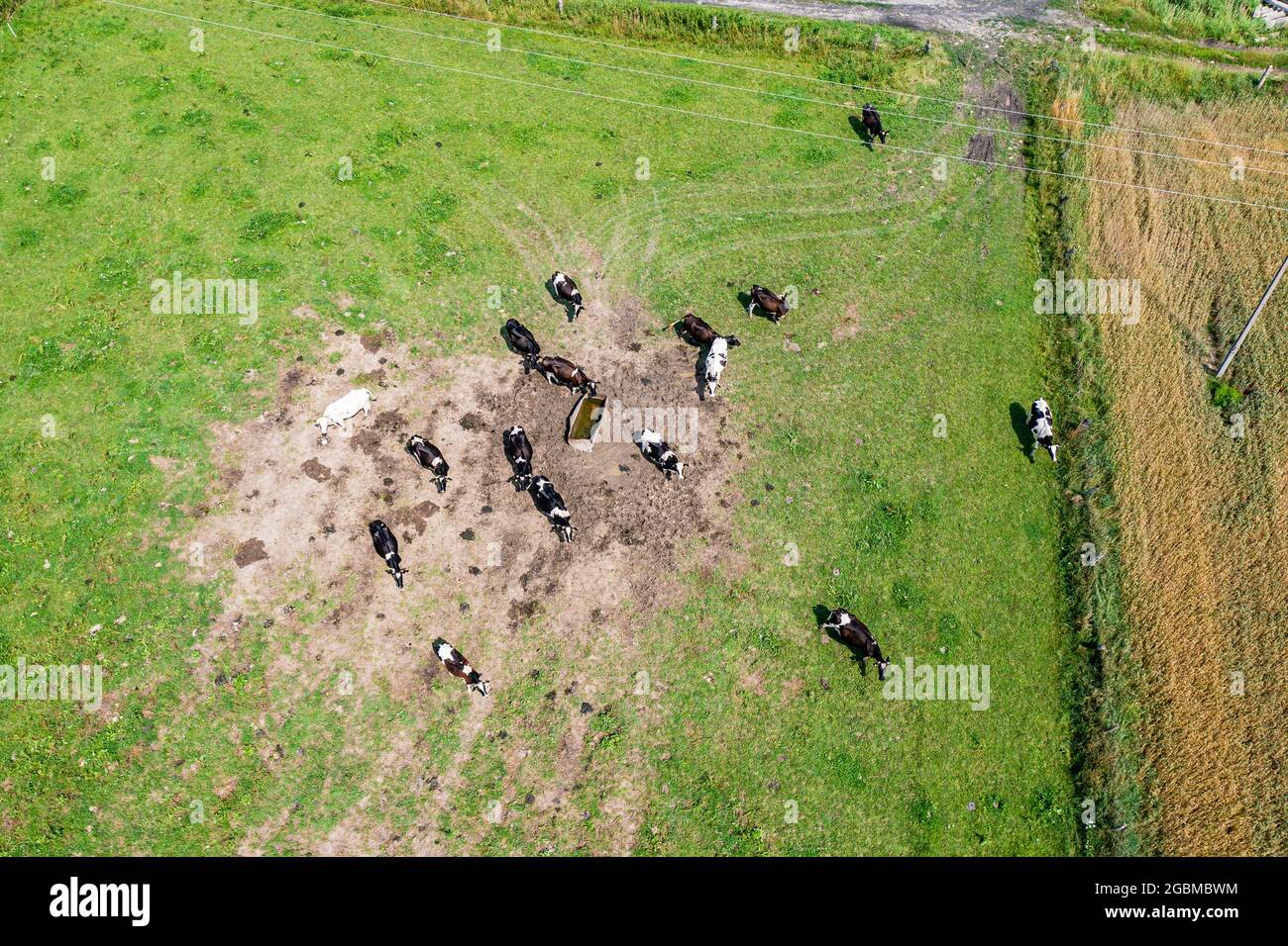 Luftaufnahme der Herde von Kühen am Wasser Stockfoto