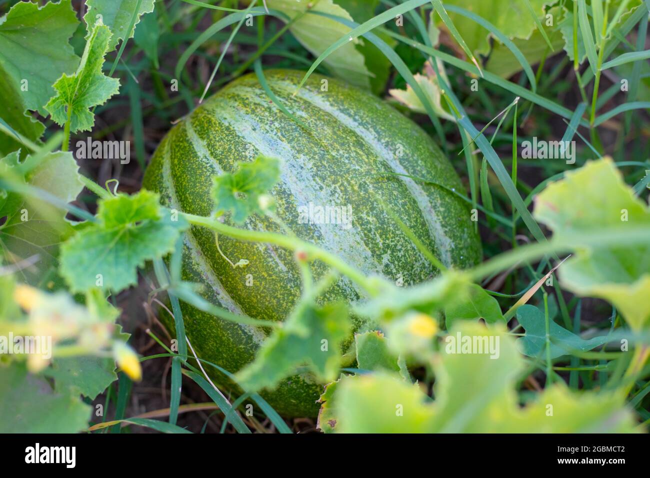 Eine würzige Melone der Sorte Ethiopka wächst auf einem Busch in einem Melonenfeld. Anbau von köstlichen gesunden Früchten im Garten. Stockfoto