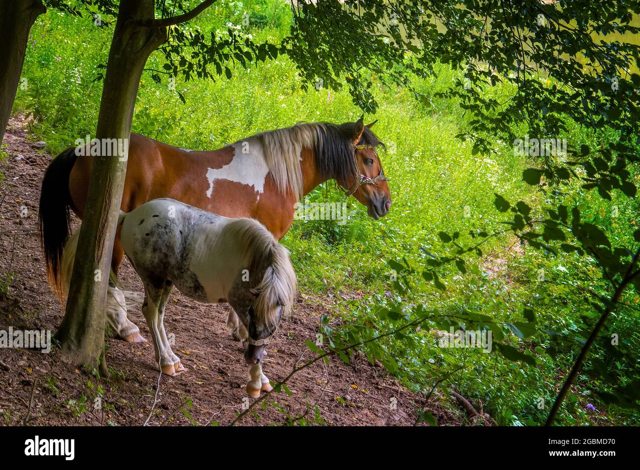 Pferd und Fohlen unter Baum Stockfoto